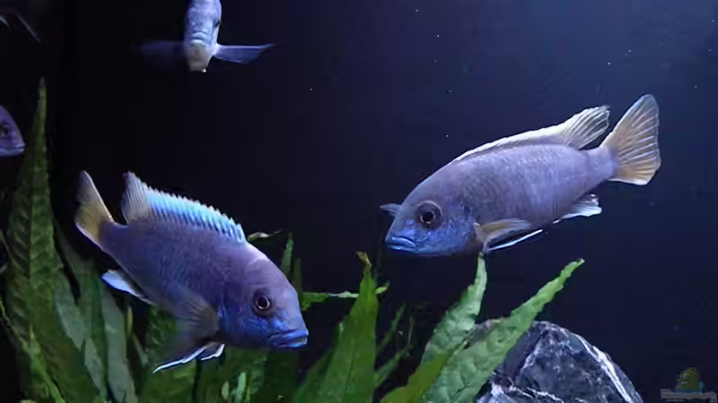 Pseudotropheus Acei von flightsim (180)