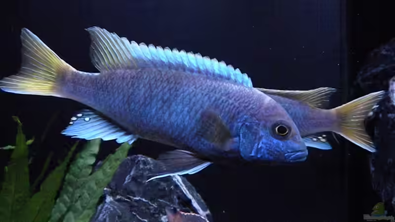 Pseudotropheus Acei von flightsim (181)