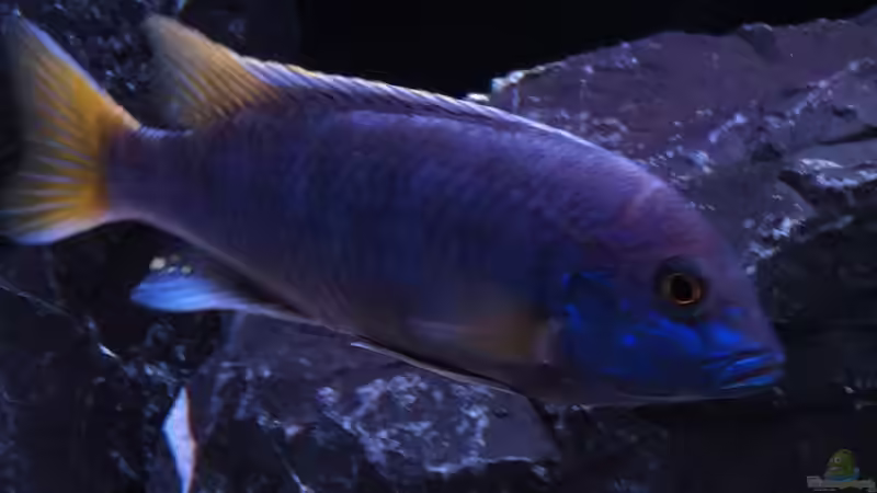 Pseudotropheus Acei von flightsim (185)