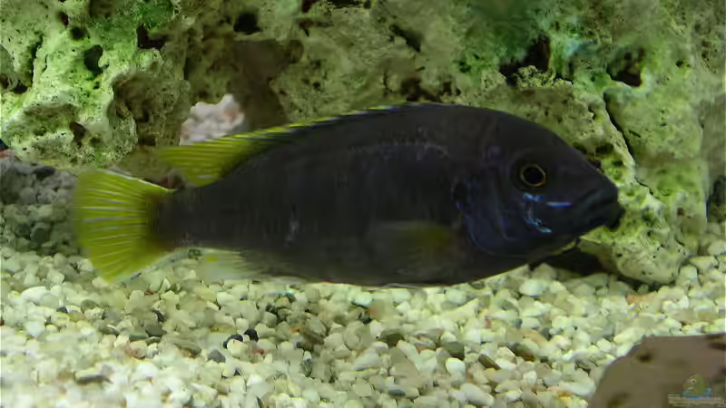 Pseudotropheus Acei von Jonas Hegemann (7)