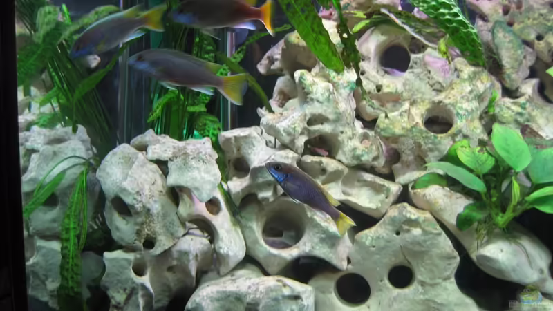 Pseudotropheus Acei von Qthree (18)