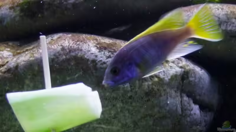 pseudotropheus acei von wadde (37)