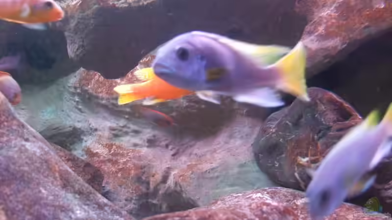 Pseudotropheus acei von wadde (46)