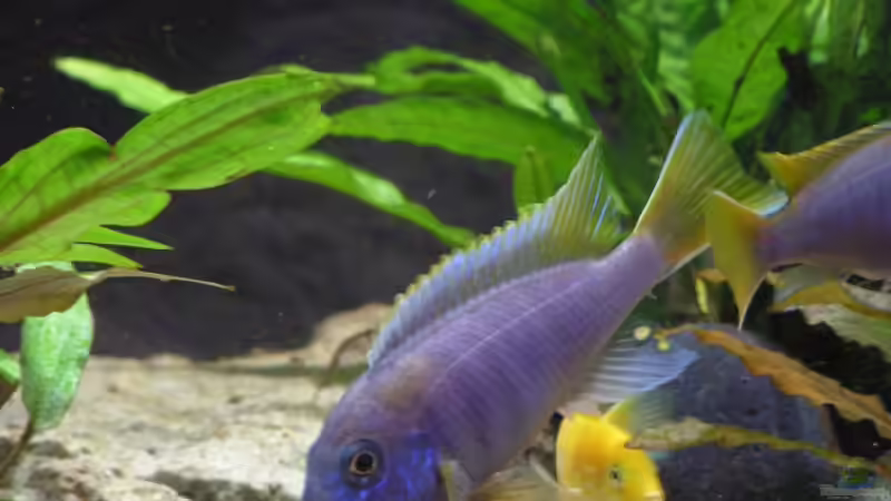 Pseudotropheus acei von Werner Wittwer (23)