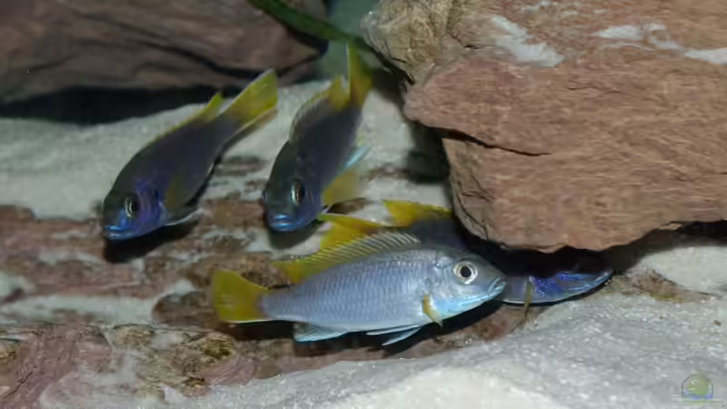 Pseudotropheus Aceis von Marcus Panhuis (8)