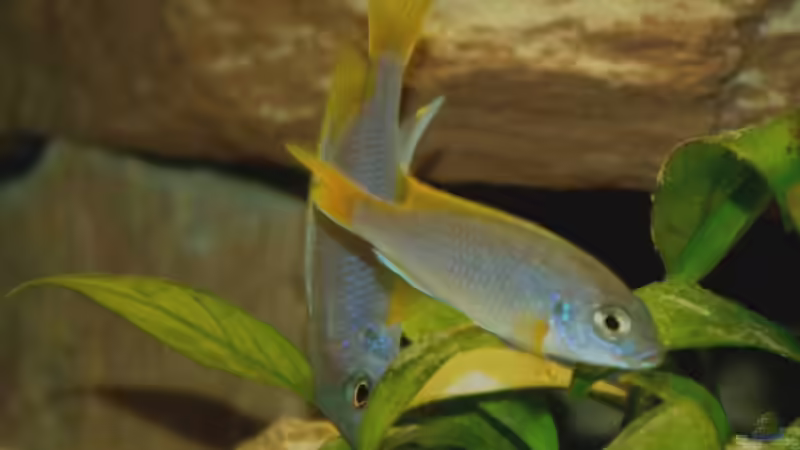 Pseudotropheus Aceis von Marcus Panhuis (9)