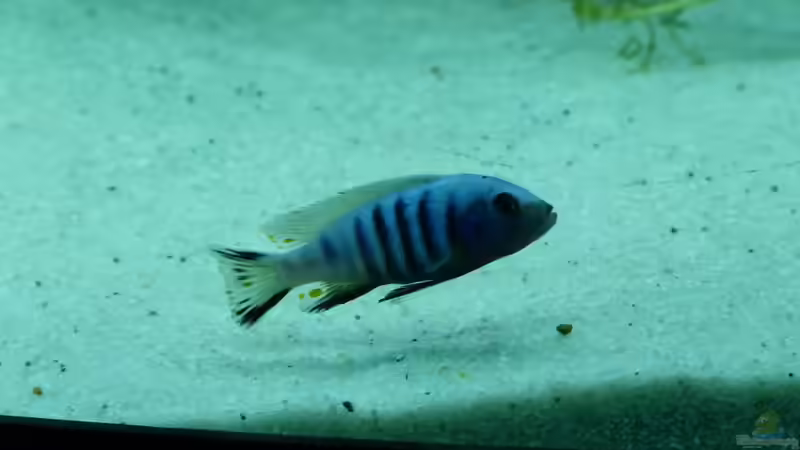 Pseudotropheus afra von MF80 (15)