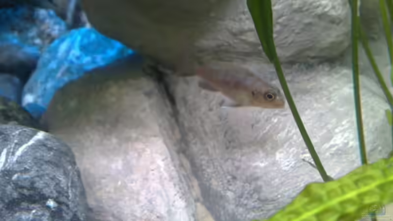 Pseudotropheus Aurora female von Marco O. (44)