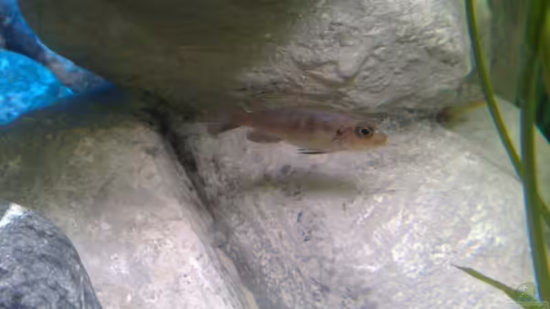 Pseudotropheus Aurora female von Marco O. (45)