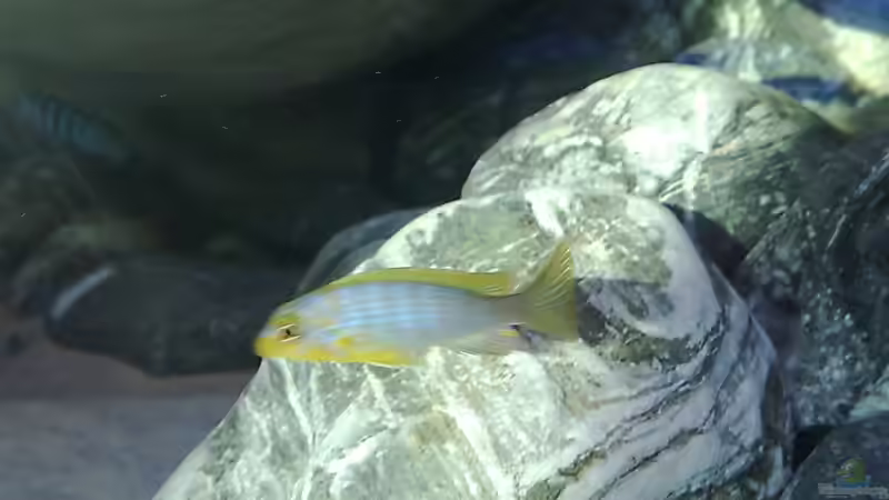 Pseudotropheus Aurora male von Marco O. (36)