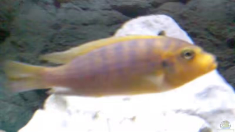 Pseudotropheus aurora von Jan Metschurin (11)