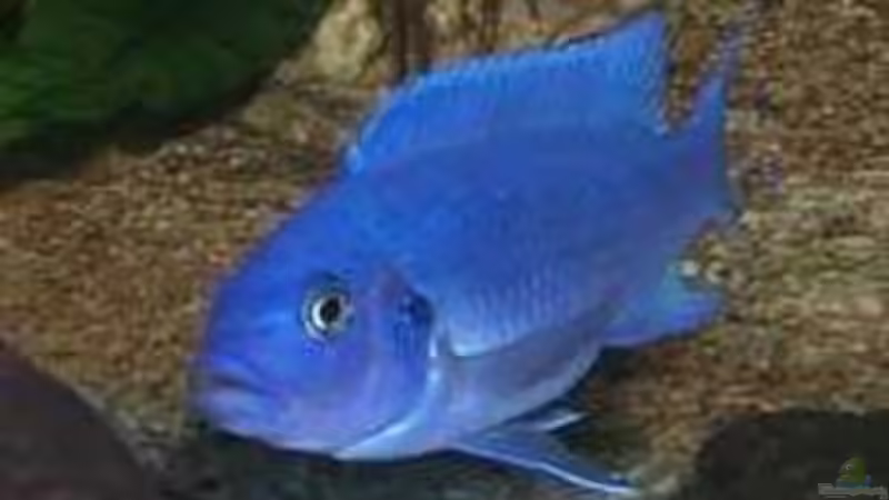 Pseudotropheus Caleinos von Volker Eggert (6)