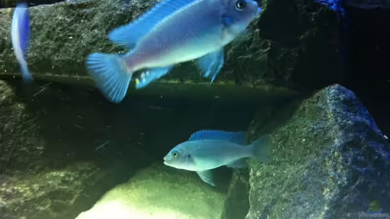 Pseudotropheus ´Callainos´  Bock von Meckel (25)