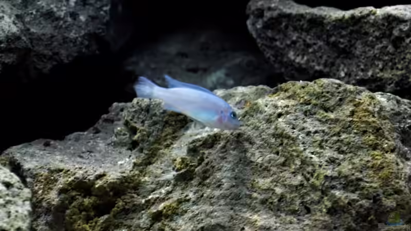 Pseudotropheus callainos cobalt (bright blue) - Abgrasen von Aufwuchs von Felsenjunkie (10)