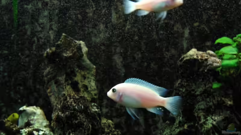 Pseudotropheus callainos White Pearl  von Harald Gröner (15)