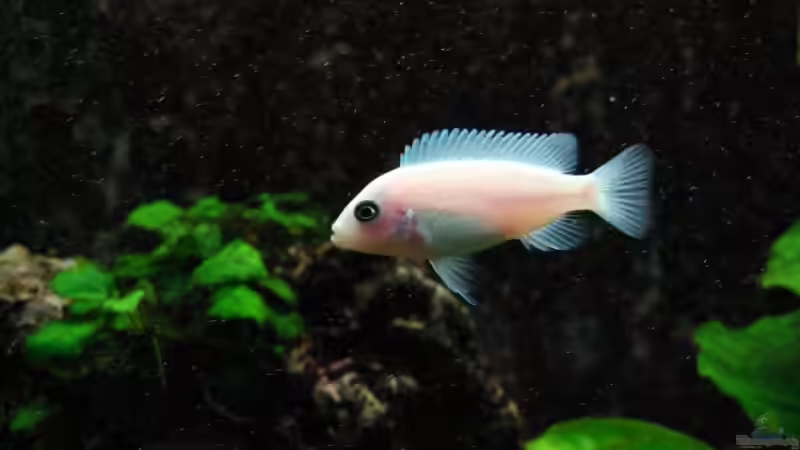 Pseudotropheus callainos White Pearl Weibchen von Harald Gröner (14)