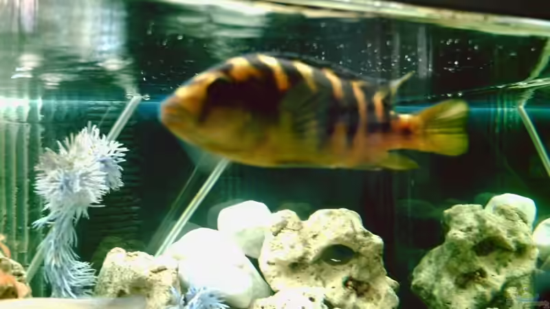 Pseudotropheus Cameleo von Ronald Leuschner (11)