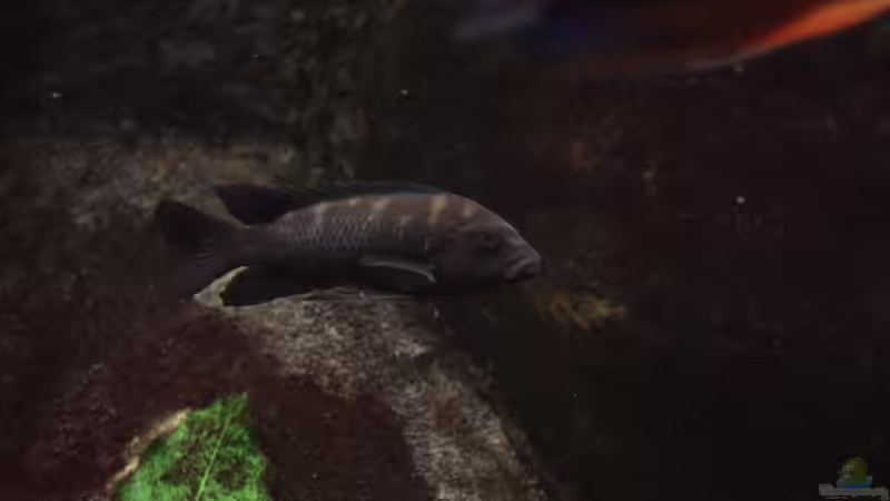 Pseudotropheus Carbo von Dicker1904 (14)