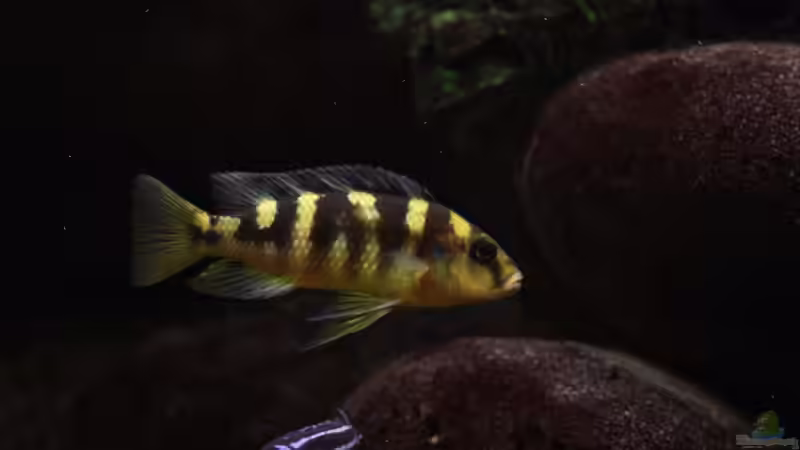 Pseudotropheus Carbo von Dicker1904 (15)