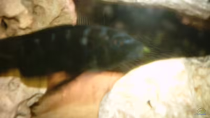 Pseudotropheus Carbro M von Philipp Clodt (11)