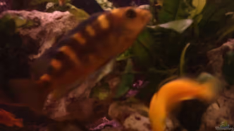 Pseudotropheus Carbro W von Philipp Clodt (10)