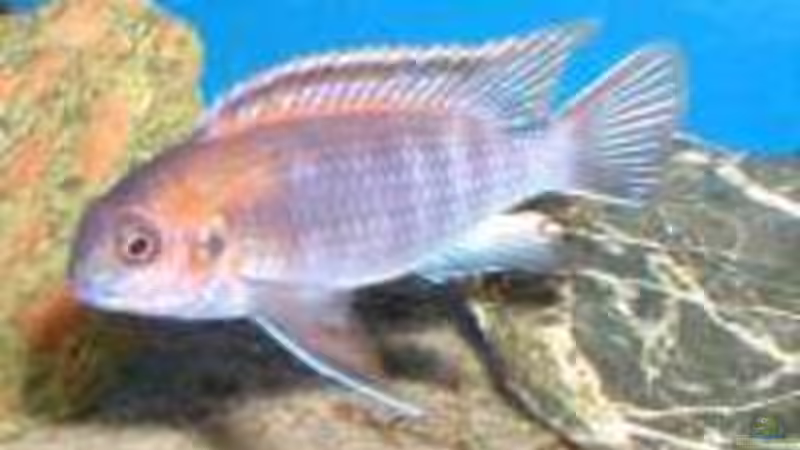 Einrichtungsbeispiele mit Pseudotropheus