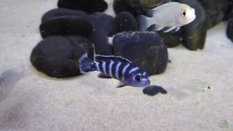 pseudotropheus chindongo demasoni - Labidochromis chisumulae von nadja9500 (2)