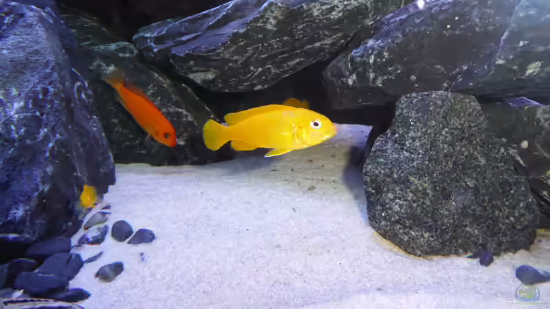 pseudotropheus chindongo saulosi von nadja9500 (5)