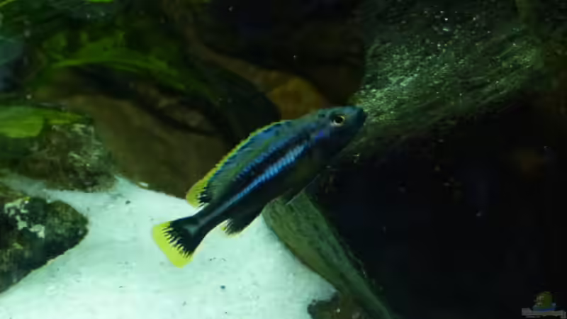 pseudotropheus chipokae male von MF80 (13)