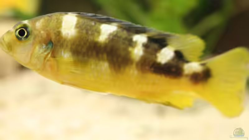 Pseudotropheus Crabo von Svenson (5)