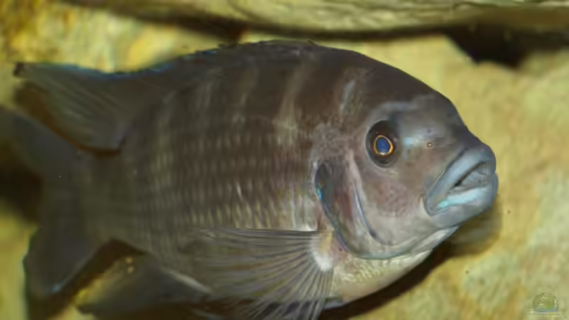 Pseudotropheus crabro -M- ca.21 cm von JOHN (26)