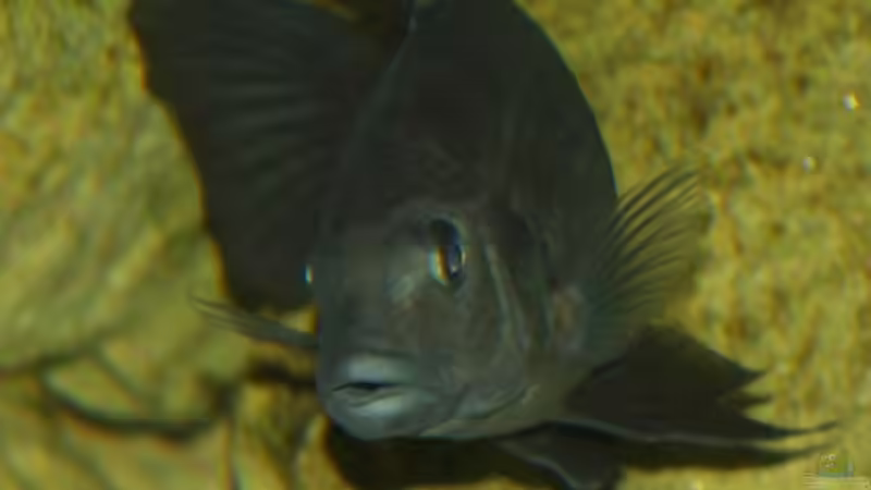 Pseudotropheus crabro -M- ca.21 cm von JOHN (38)