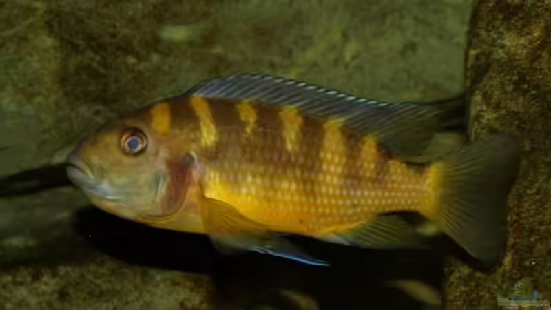 Pseudotropheus crabro -W- von JOHN (30)