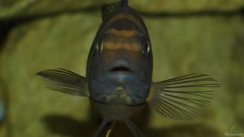 Aquarien mit Pseudotropheus crabro (Chamäleon-Maulbrüter)