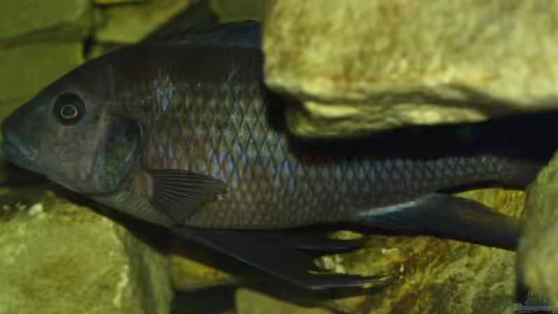 Aquarien mit Pseudotropheus crabro (Chamäleon-Maulbrüter)