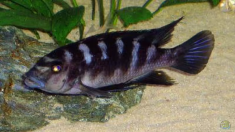 Pseudotropheus crabro Bock von Markus Koller (13)