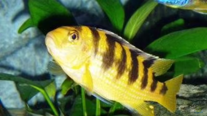 Aquarien mit Pseudotropheus crabro (Chamäleon-Maulbrüter)