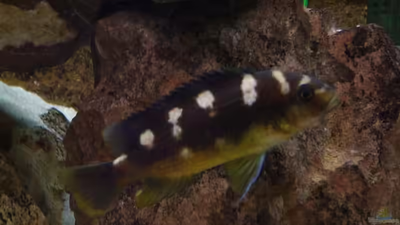 Pseudotropheus Crabro von Claudia Freyschmidt (10)