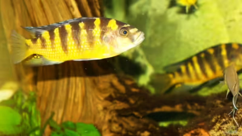 Pseudotropheus Crabro von s.hofer (8)