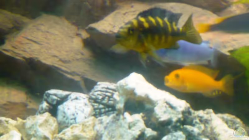 Pseudotropheus crabro weibchen von pietschen (8)