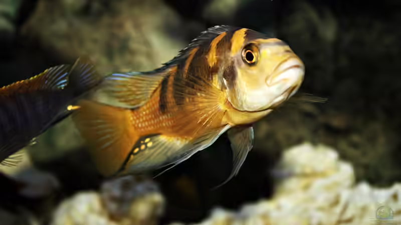 Aquarien mit Pseudotropheus crabro (Chamäleon-Maulbrüter)