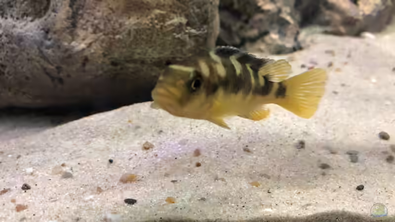 Aquarien mit Pseudotropheus crabro (Chamäleon-Maulbrüter)