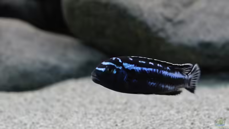 Pseudotropheus cyaneorhabdos Alfa bock von Zerta (28)