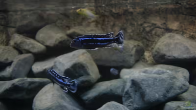 Pseudotropheus cyaneorhabdos beta bock von Zerta (29)