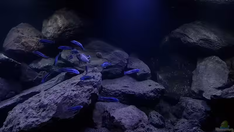 Pseudotropheus cyaneorhabdos mit Pseudotropheus sp. polit Bock von Gernot (10)