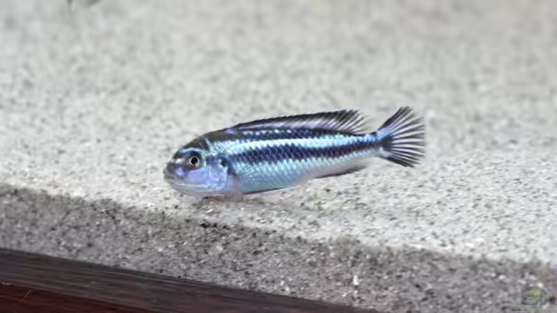 Pseudotropheus cyaneorhabdos mutter von Zerta (32)