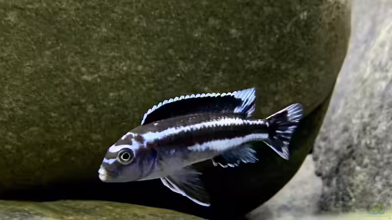 Pseudotropheus cyaneorhabdos von Fäbi_CH (16)