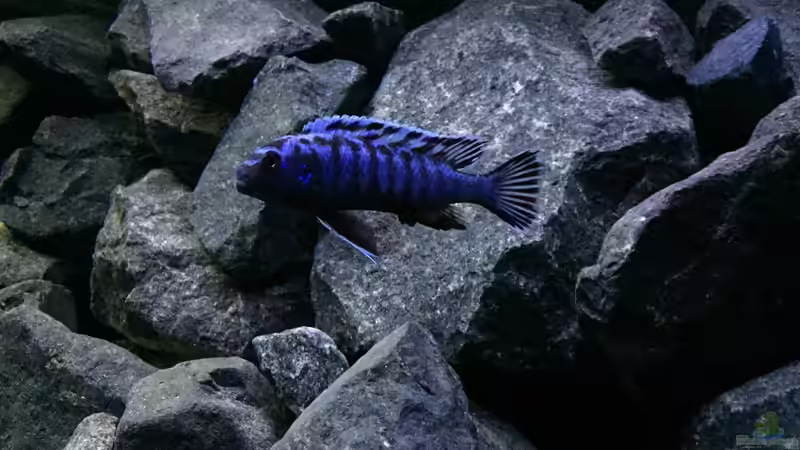 Pseudotropheus cyaneorhabdos von Philipp Böhme (39)