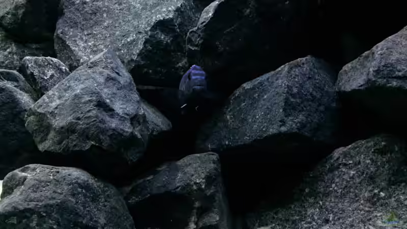 Pseudotropheus cyaneorhabdos von Philipp Böhme (41)