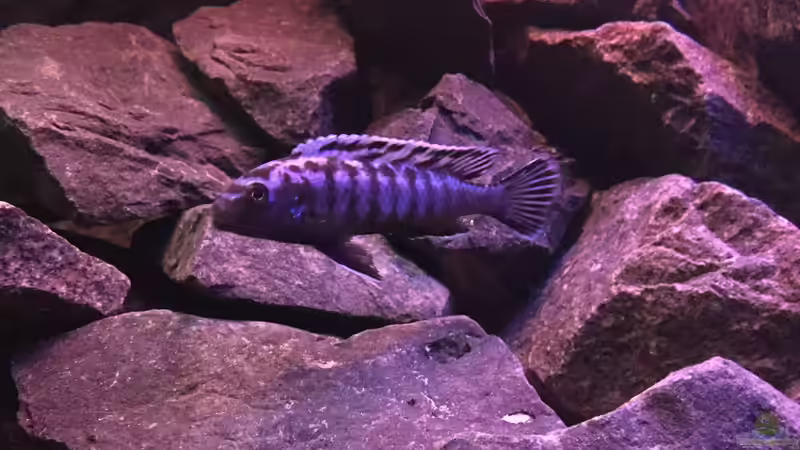 Pseudotropheus cyaneorhabdos von Philipp Böhme (52)